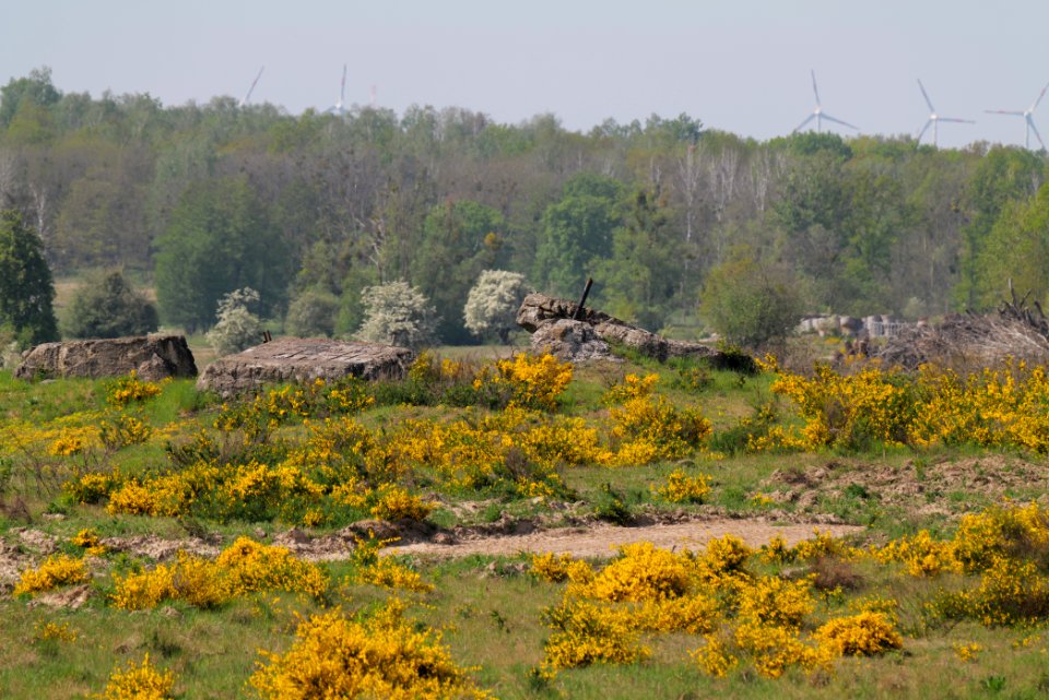 Döberitzer Heide Ferbitzer Bruch 2020-05-08 29