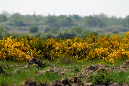 Döberitzer Heide Ferbitzer Bruch 2020-05-08 38