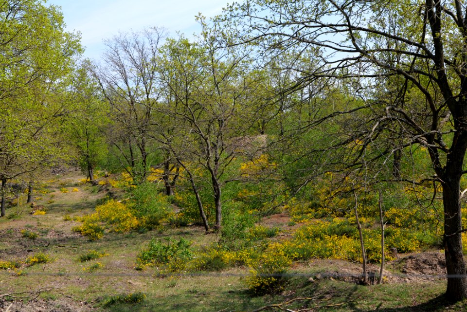 Döberitzer Heide game reserve 2020-05-08 23