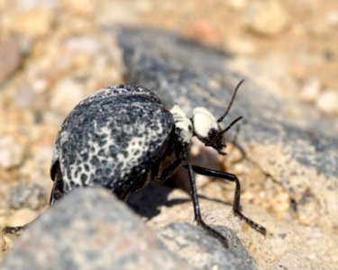 Cysteodemus armatus - Inflated Beetle Mojave desert 2016-04-05 (2)