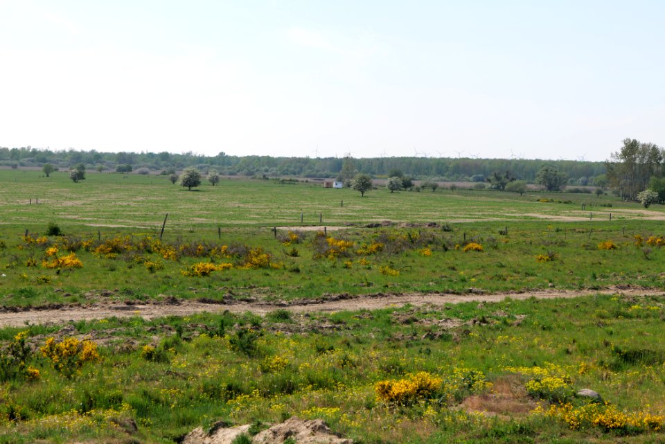 Döberitzer Heide Ferbitzer Bruch 2020-05-08 25