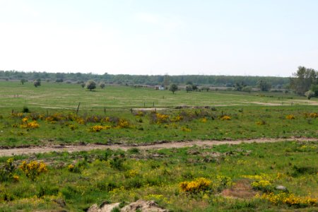 Döberitzer Heide Ferbitzer Bruch 2020-05-08 25