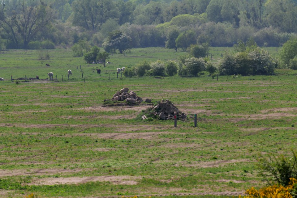Döberitzer Heide Ferbitzer Bruch 2020-05-08 27