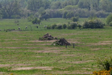 Döberitzer Heide Ferbitzer Bruch 2020-05-08 27