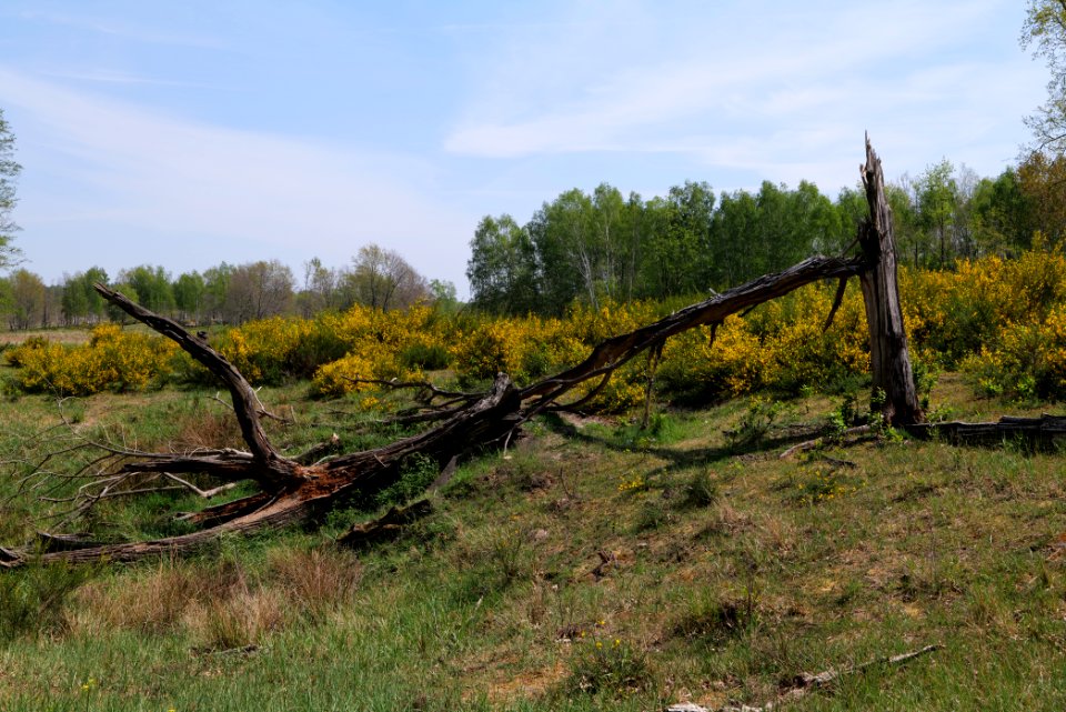 Döberitzer Heide 2020-05-08 06