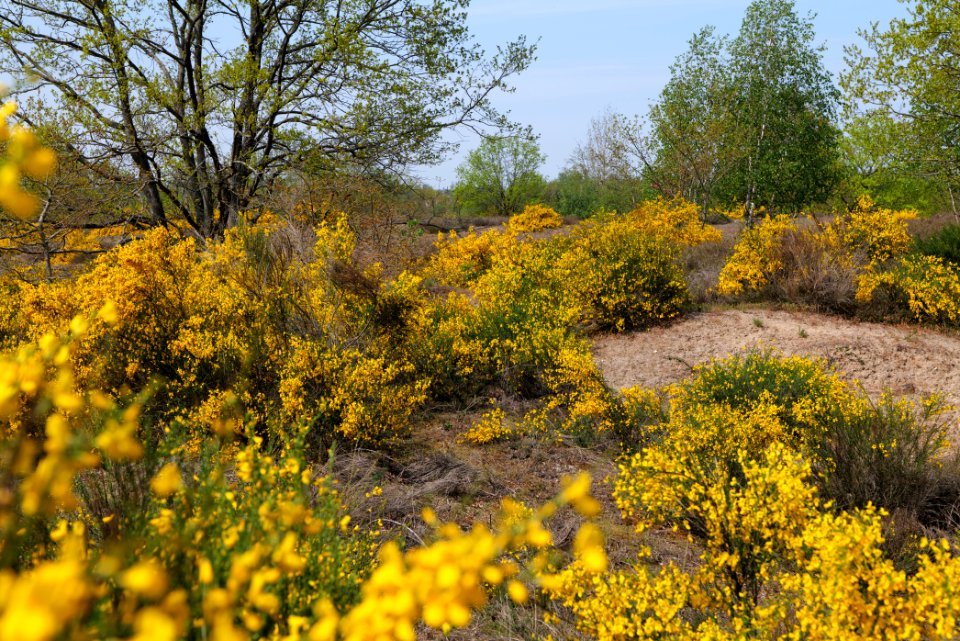 Döberitzer Heide 2020-05-08 26