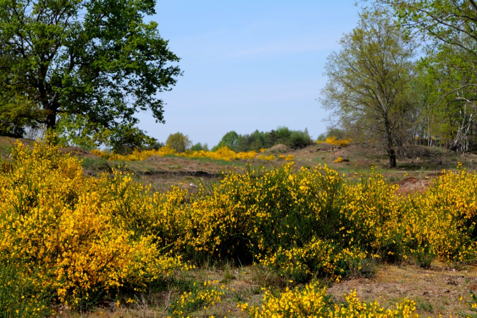 Döberitzer Heide 2020-05-08 22