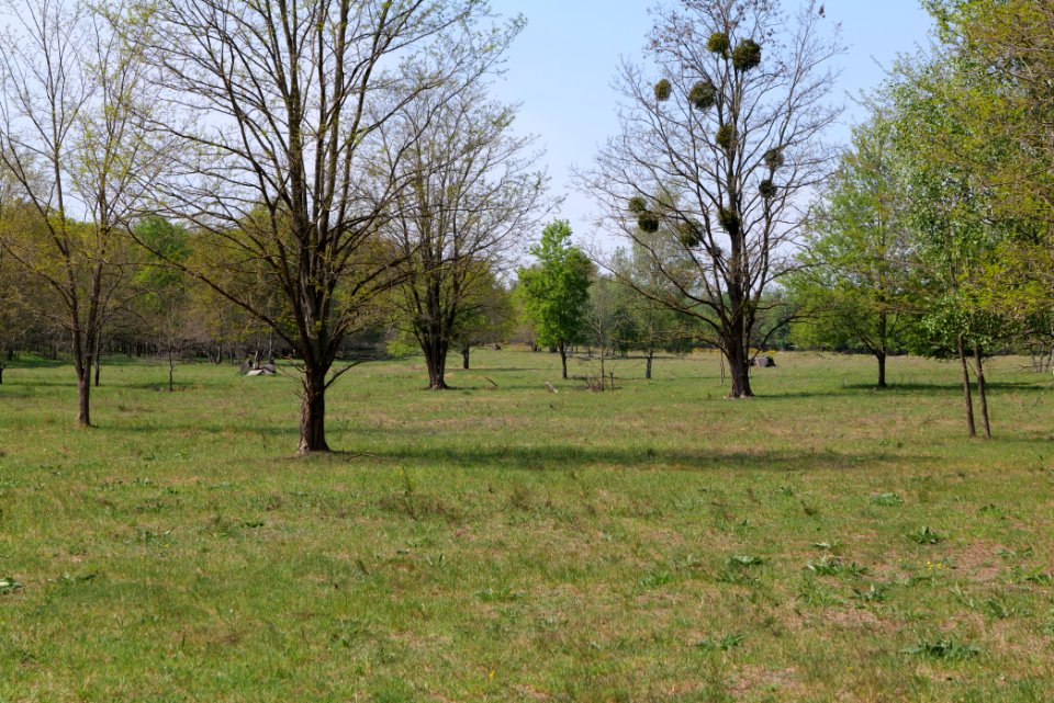 Döberitzer Heide open landscape 2020-05-08 102