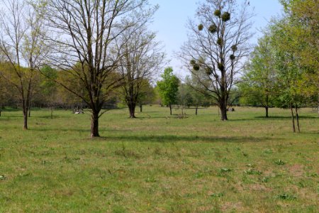 Döberitzer Heide open landscape 2020-05-08 102