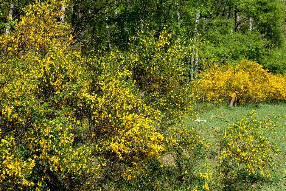 Döberitzer Heide 2020-05-08 18