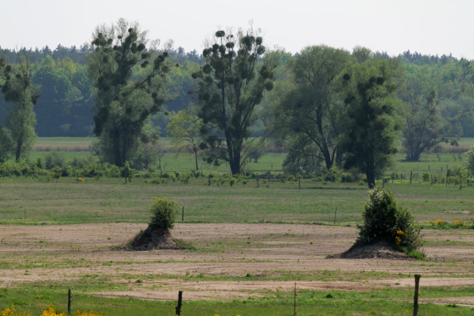 Döberitzer Heide Ferbitzer Bruch 2020-05-08 33