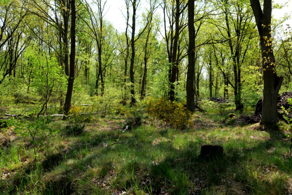 Döberitzer Heide forest 2020-05-08 64