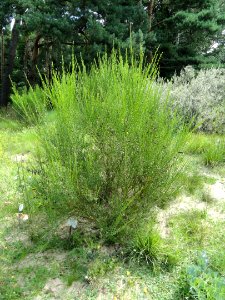 Cytisus scoparius - Botanischer Garten, Frankfurt am Main - DSC02609