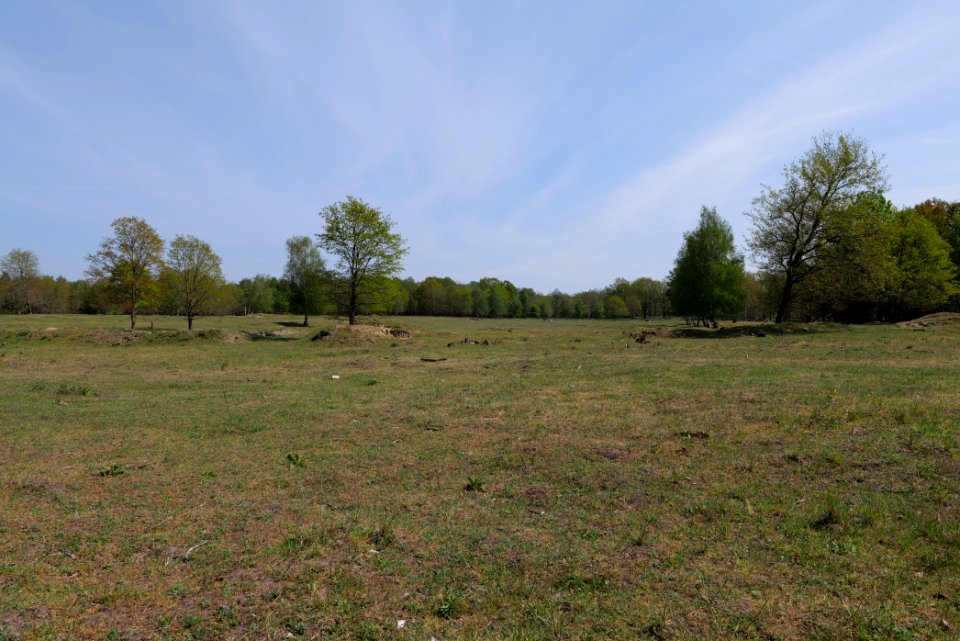 Döberitzer Heide open landscape 2020-05-08 110