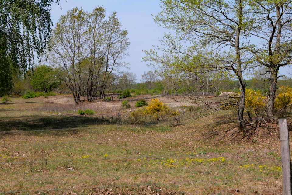 Döberitzer Heide game reserve 2020-05-08 72