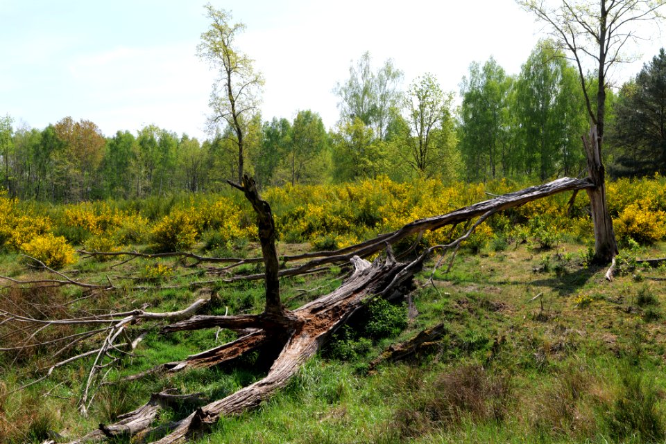 Döberitzer Heide 2020-05-08 04