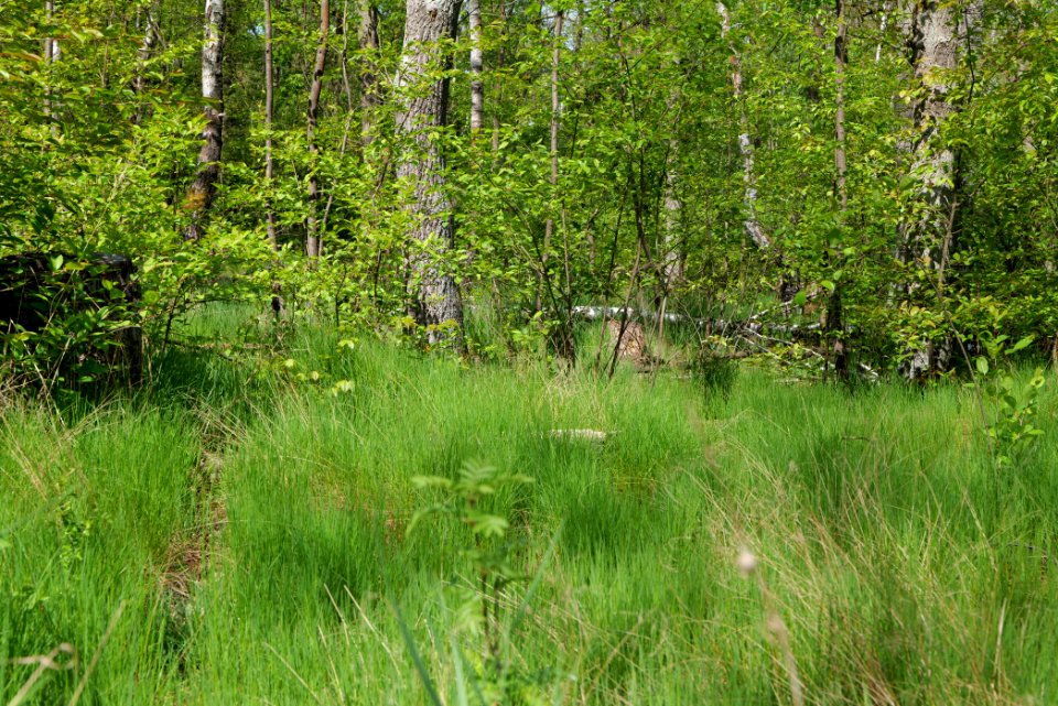 Döberitzer Heide forest 2020-05-08 57