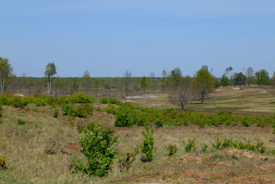 Döberitzer Heide open landscape 2020-05-08 03