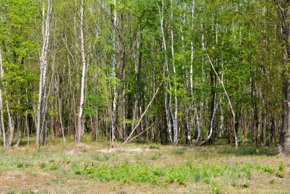 Döberitzer Heide 2020-05-08 07