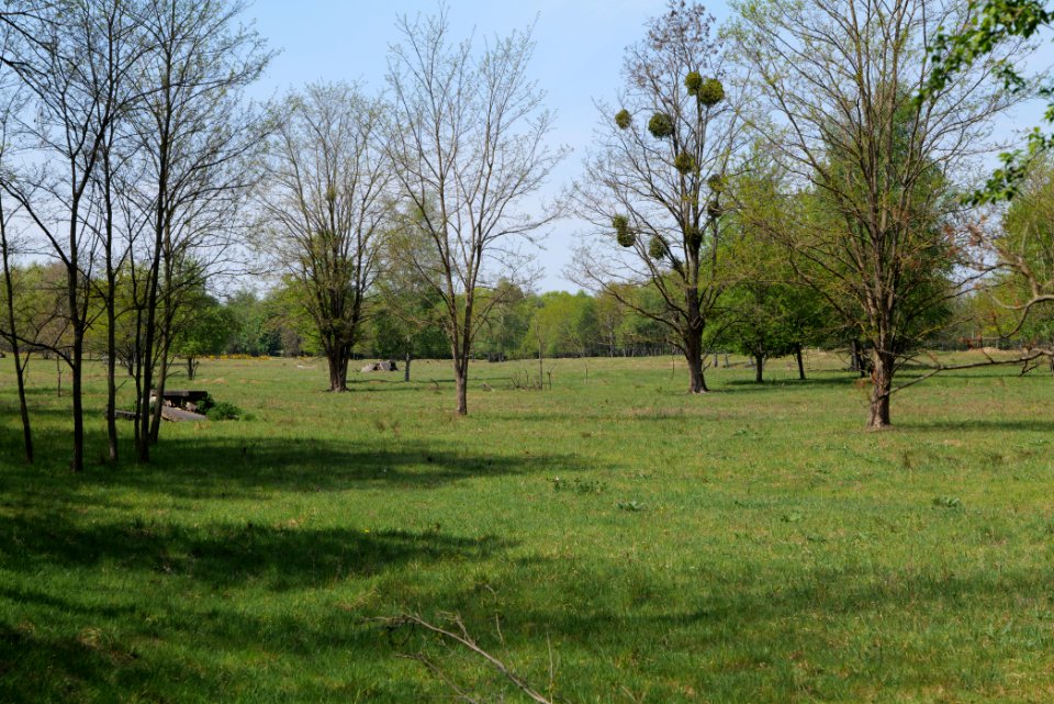 Döberitzer Heide open landscape 2020-05-08 104