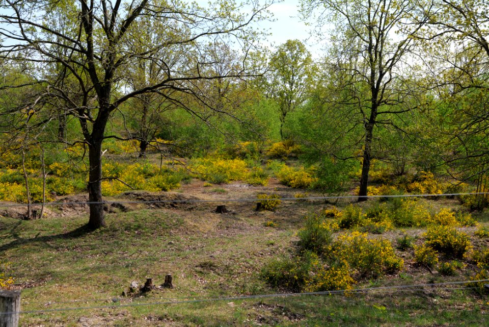 Döberitzer Heide game reserve 2020-05-08 24
