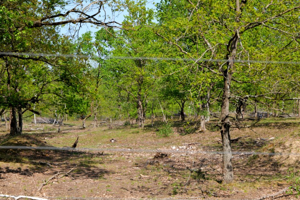 Döberitzer Heide game reserve 2020-05-08 28