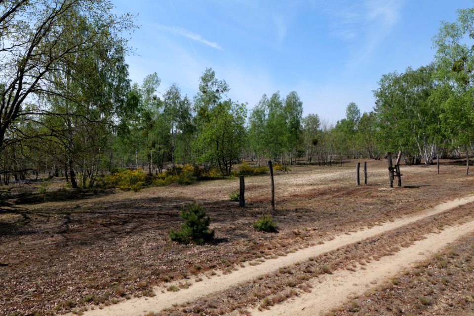 Döberitzer Heide game reserve 2020-05-08 60