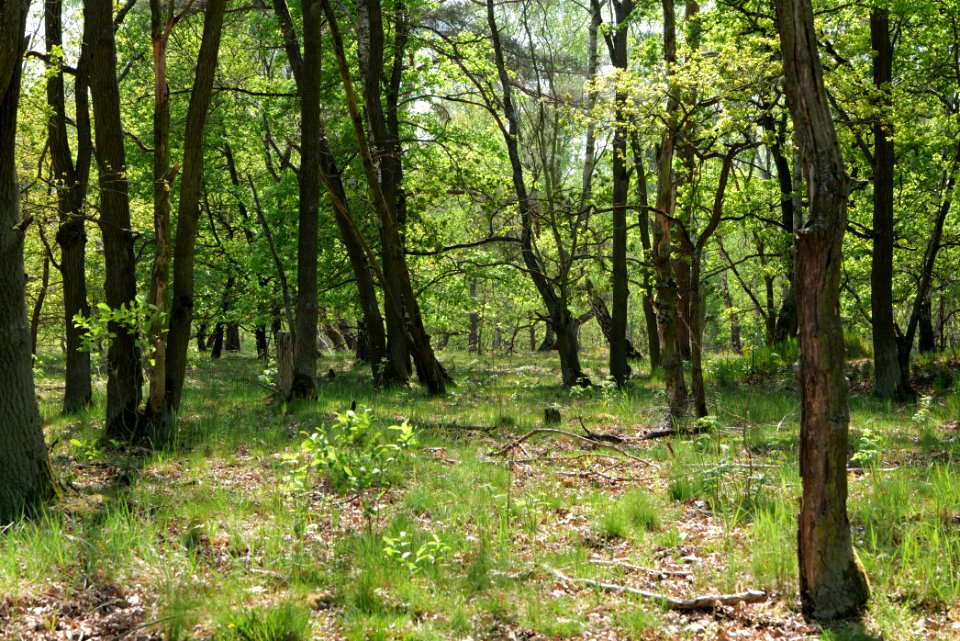 Döberitzer Heide Ferbitzer Bruch 2020-05-08 02
