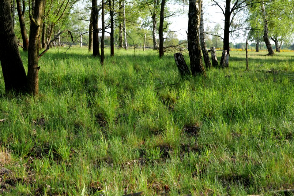 Döberitzer Heide 2020-05-08 34