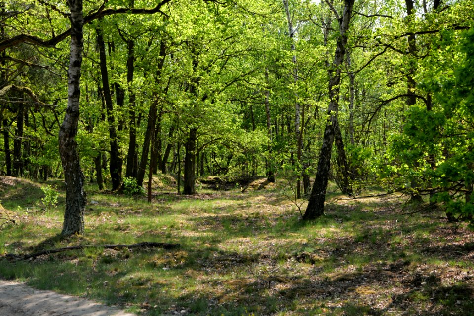 Döberitzer Heide Ferbitzer Bruch 2020-05-08 08