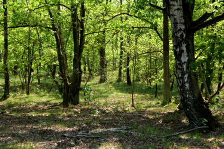 Döberitzer Heide Ferbitzer Bruch 2020-05-08 04