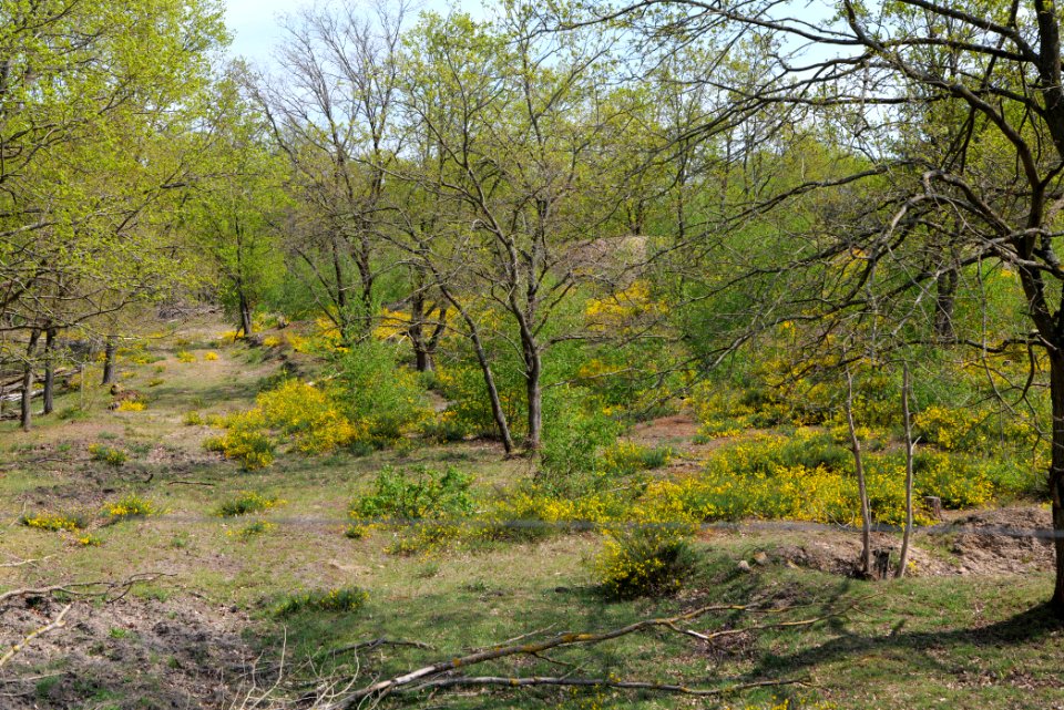 Döberitzer Heide game reserve 2020-05-08 22