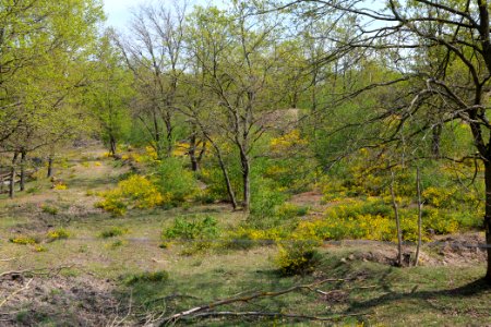 Döberitzer Heide game reserve 2020-05-08 22