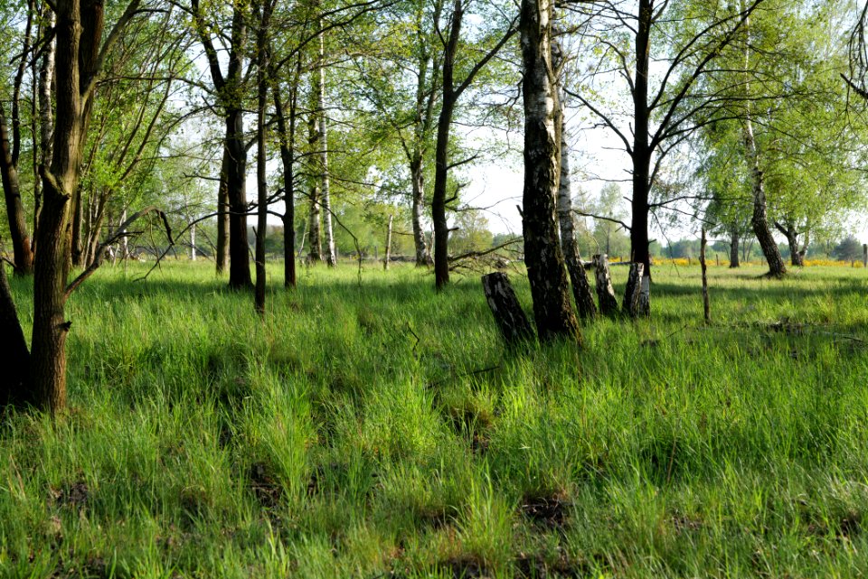 Döberitzer Heide 2020-05-08 35