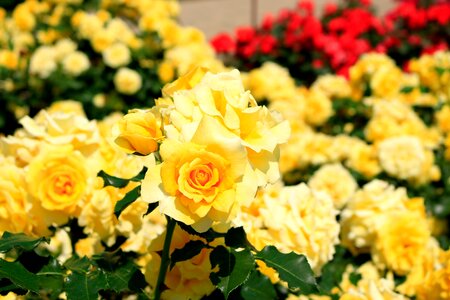 In the early summer yellow roses rose garden