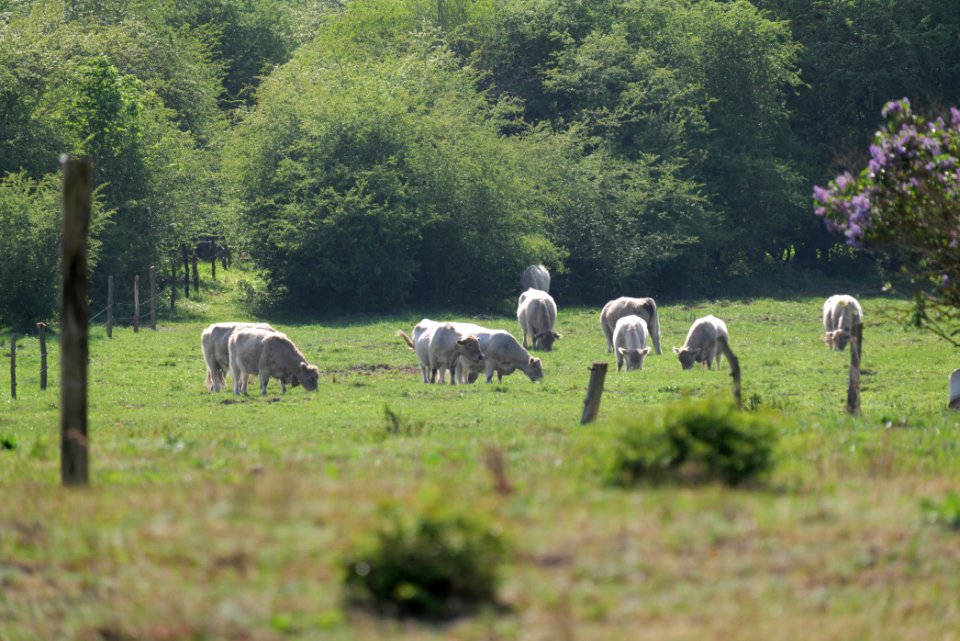 Döberitzer Heide Ferbitzer Bruch 2020-05-08 47