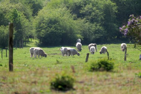 Döberitzer Heide Ferbitzer Bruch 2020-05-08 47