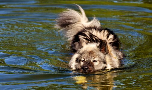 Race dog breed pet
