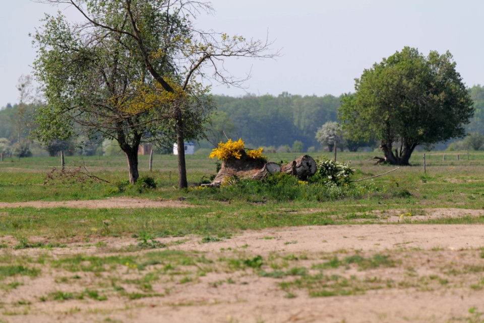 Döberitzer Heide Ferbitzer Bruch 2020-05-08 44
