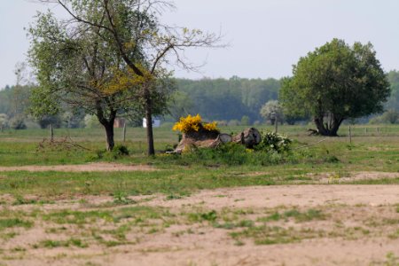 Döberitzer Heide Ferbitzer Bruch 2020-05-08 44