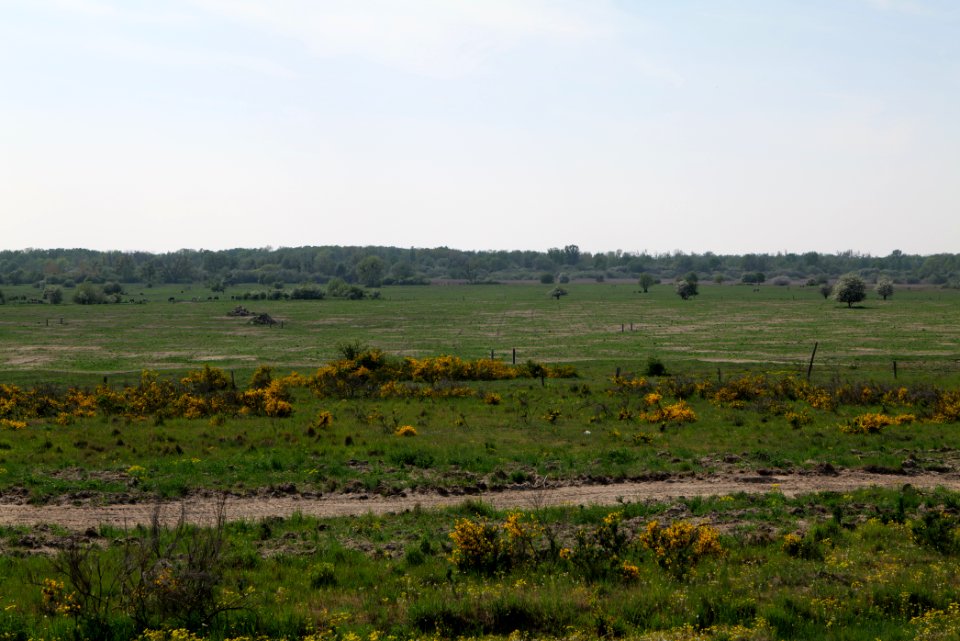 Döberitzer Heide Ferbitzer Bruch 2020-05-08 24