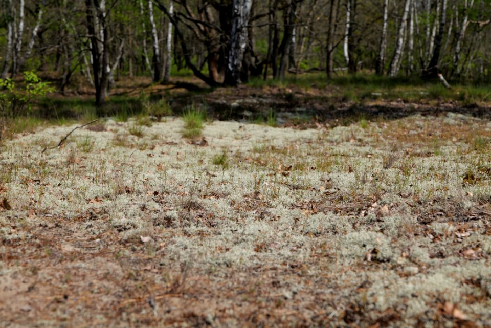 Döberitzer Heide 2020-05-08 45