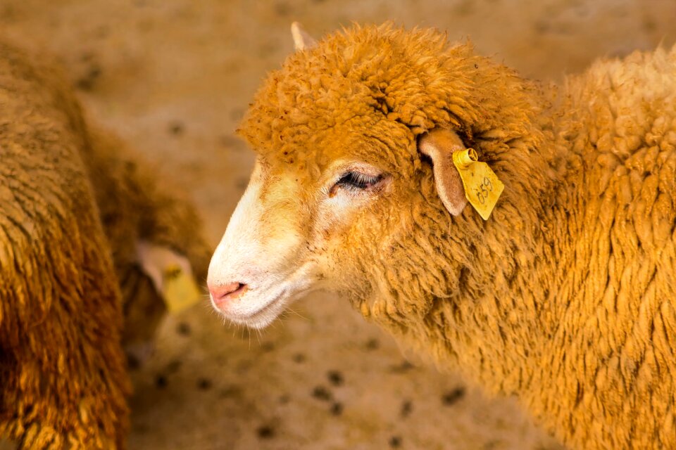 Livestock closeup macro