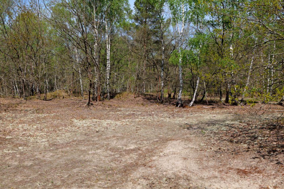 Döberitzer Heide 2020-05-08 41
