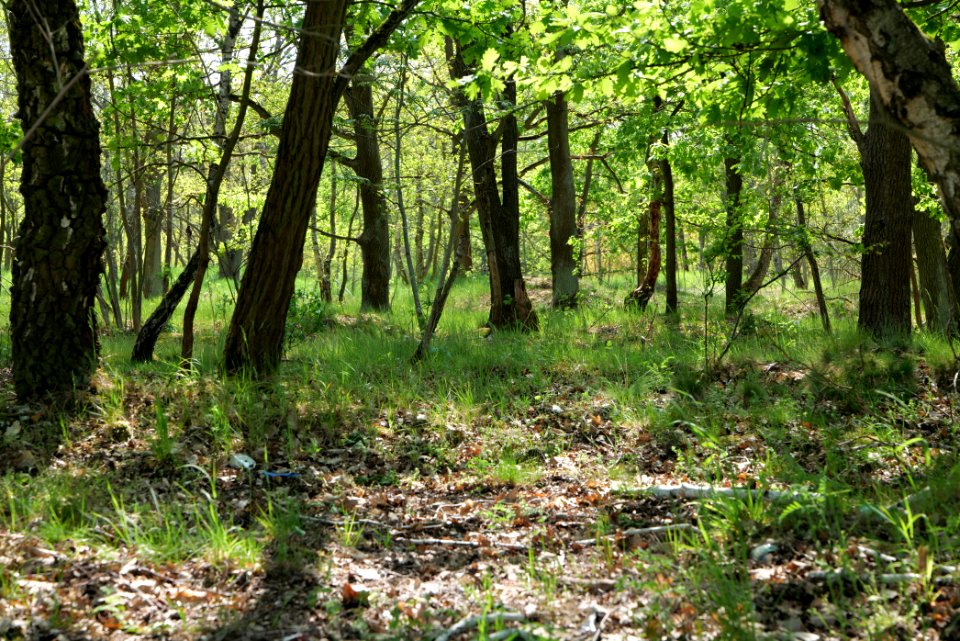 Döberitzer Heide Ferbitzer Bruch 2020-05-08 03