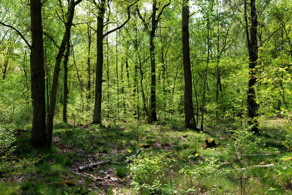 Döberitzer Heide forest 2020-05-08 48