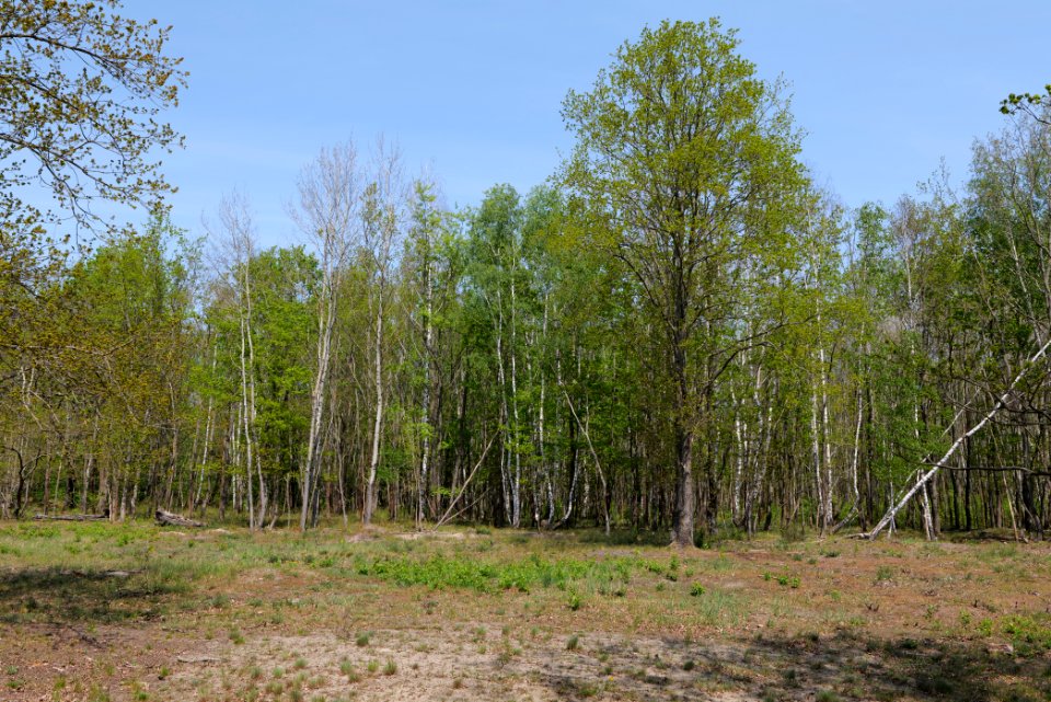 Döberitzer Heide 2020-05-08 08