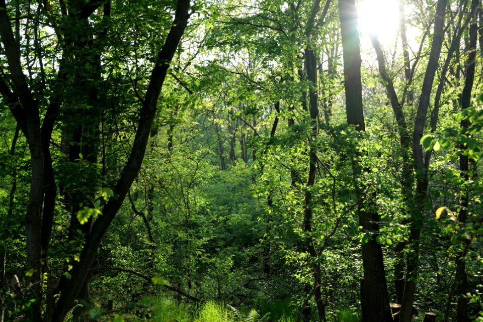 Döberitzer Heide forest 2020-05-08 44
