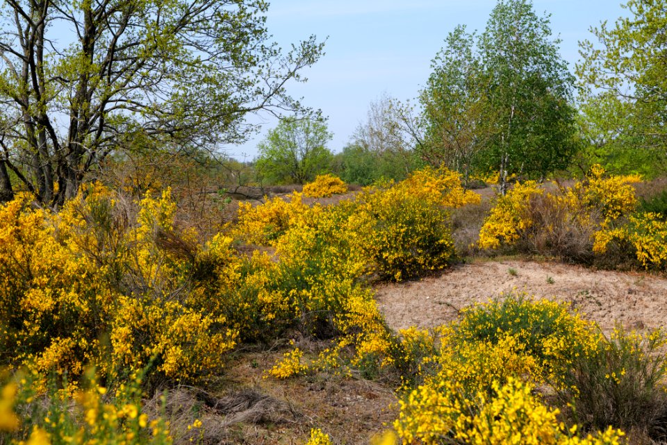 Döberitzer Heide 2020-05-08 25