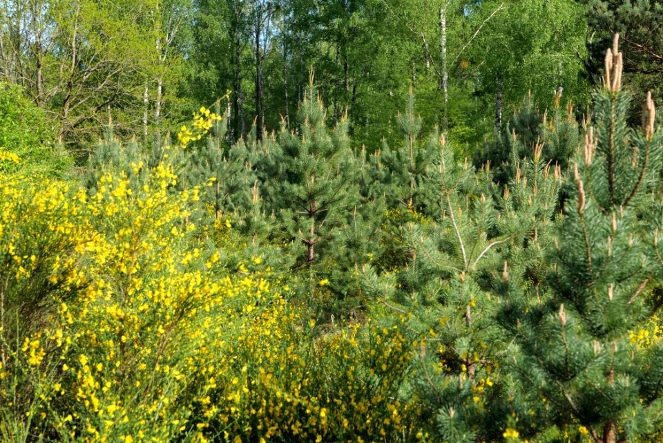 Döberitzer Heide forest 2020-05-08 39